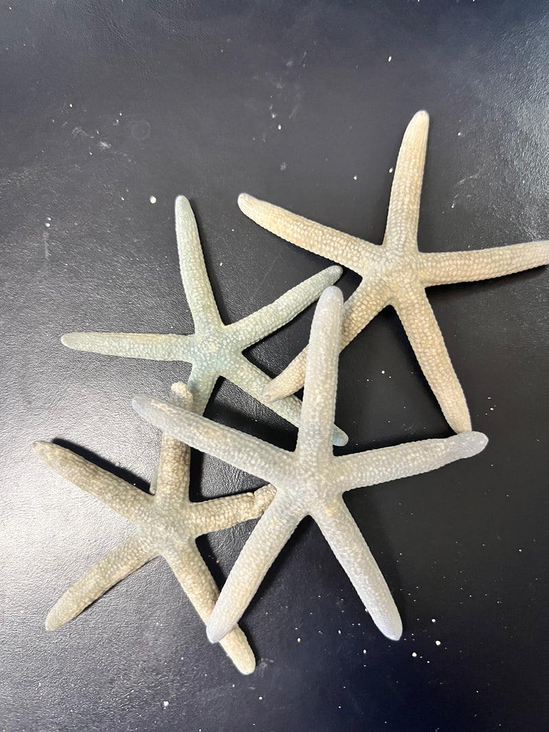 Dusty Blue/Grey Starfish