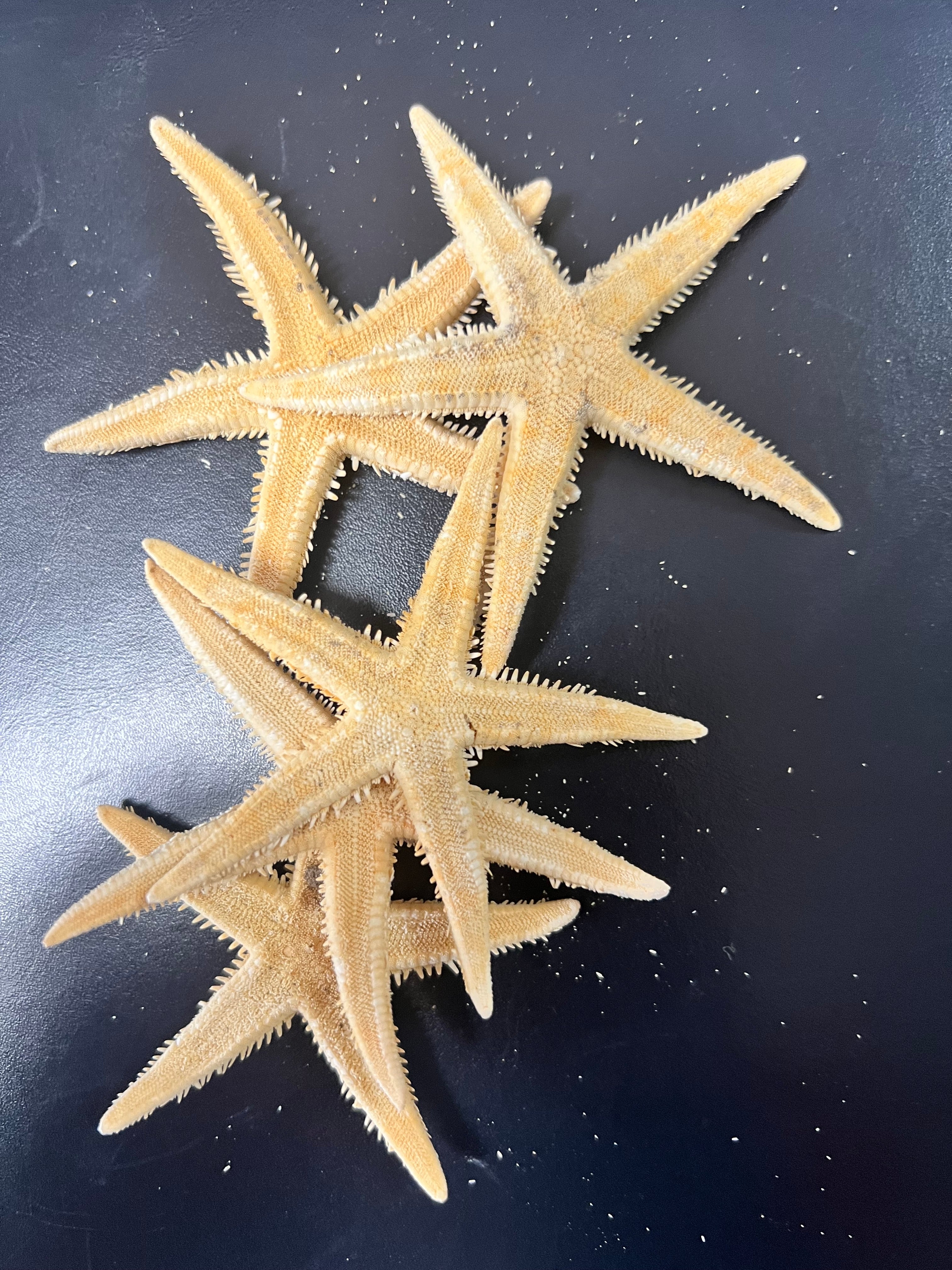 Sugar Starfish  Loving Coastal Living