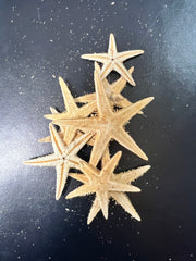Flat Starfish - 3 Sizes Available