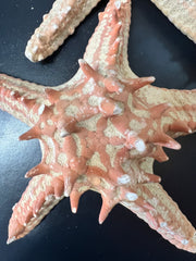 Red Horned Knobby Starfish