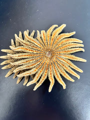 Natural Sunflower Starfish