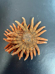 Red Sunflower Starfish