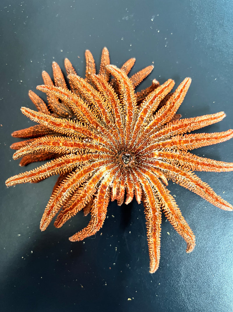 Red Sunflower Starfish