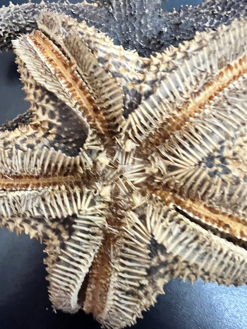Black Wax Starfish