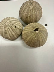 Green Sea Urchin Shell