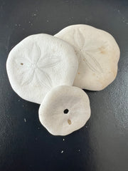 Small Sea Cookie Sand Dollar Shell