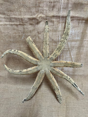 Giant Sand Starfish