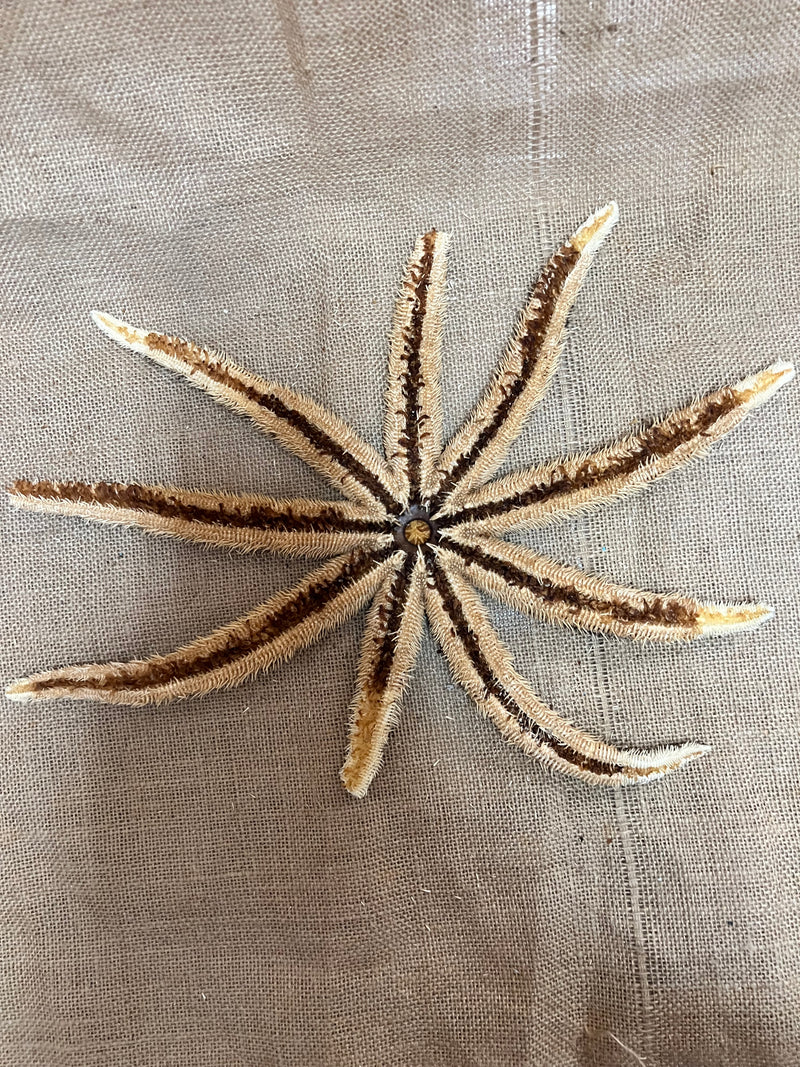Giant Sand Starfish