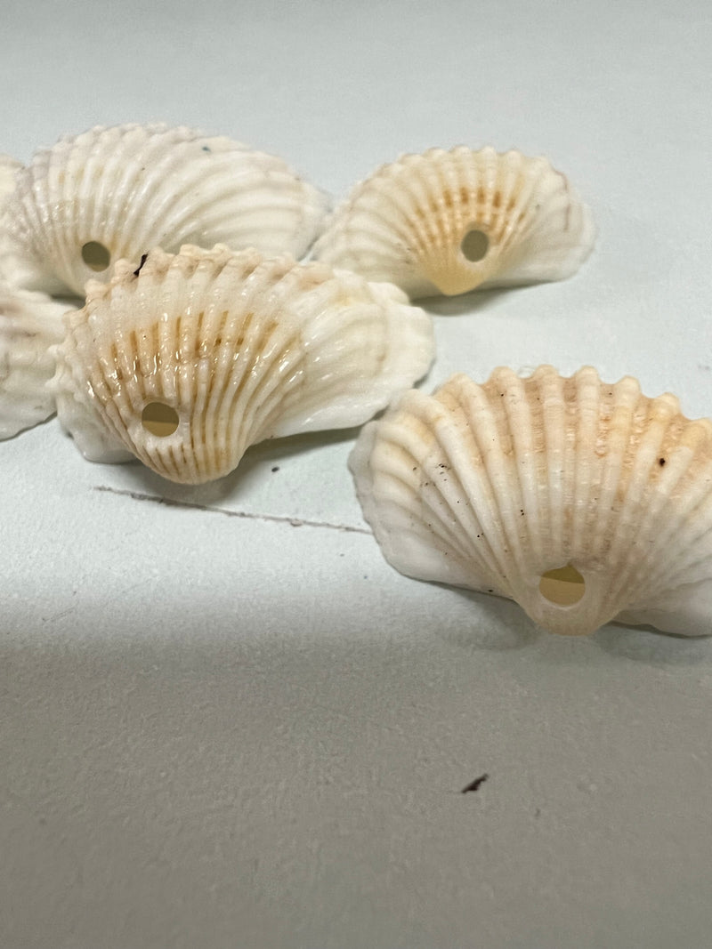 Small White Cockle Shell- 2 Styles