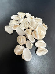 Small White Cockle Shell