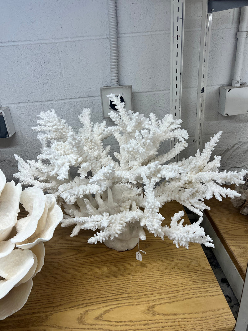 SALE-FREE Shipping-vintage Large Natural White Branch Coral