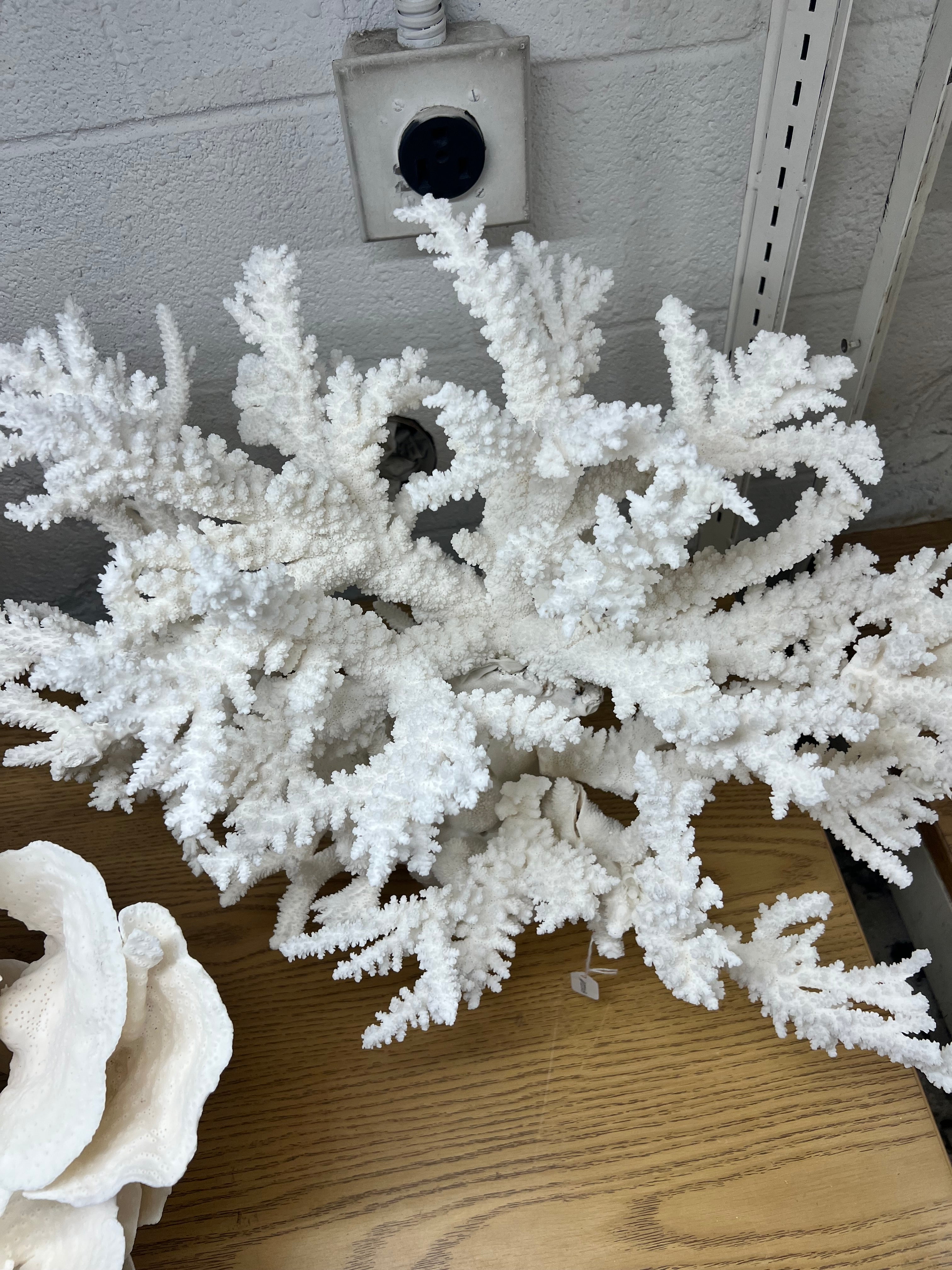 natural white branch coral 8x11 on thick glass display base