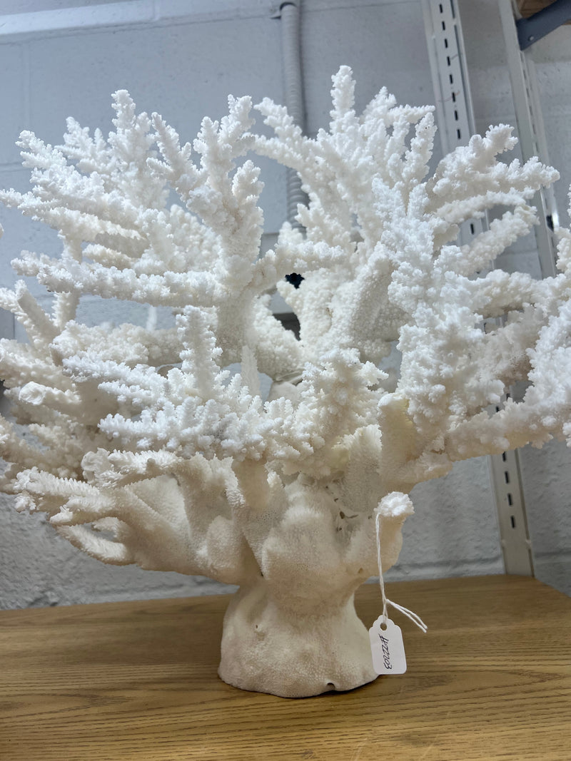 Beautiful White Coral Branch on Brass Base this type of branch