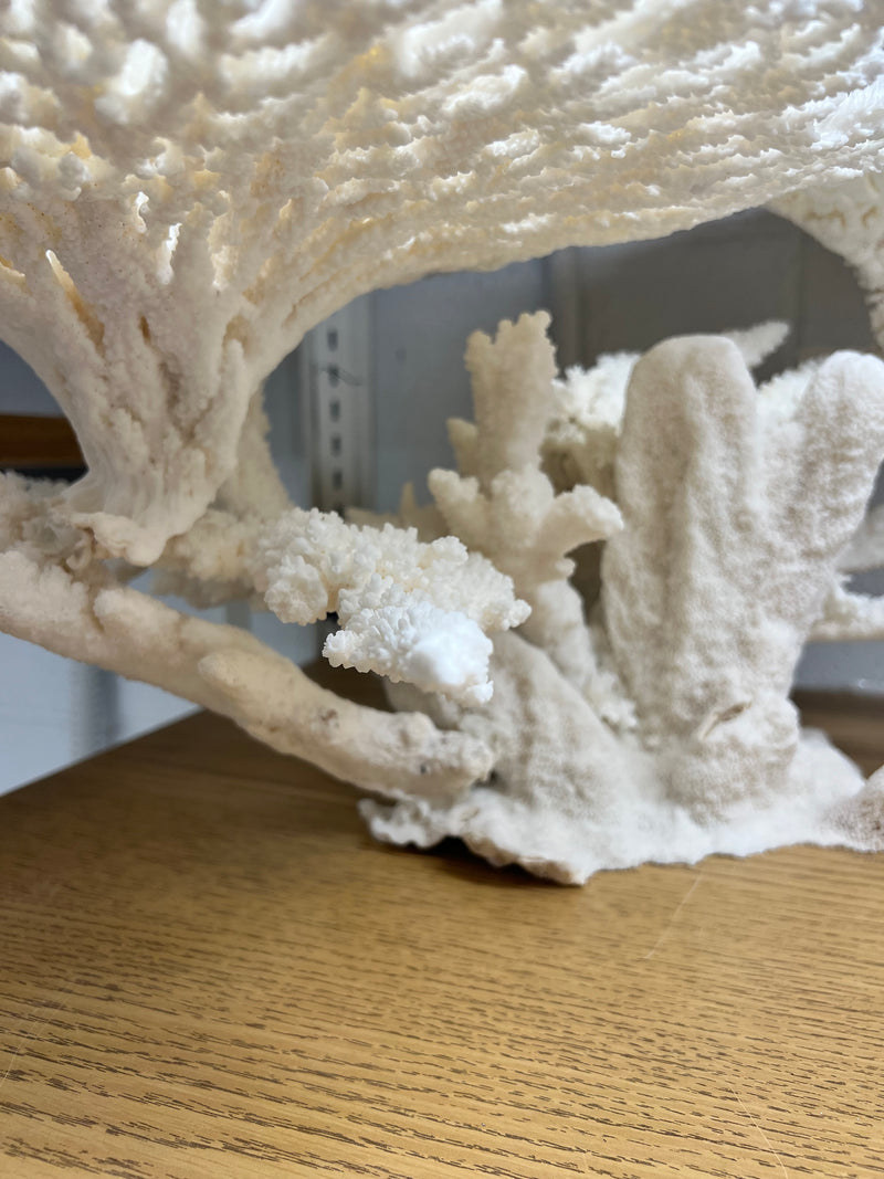 Large Table Coral Creation- 30"