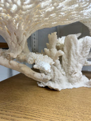 Large Table Coral Creation- 30