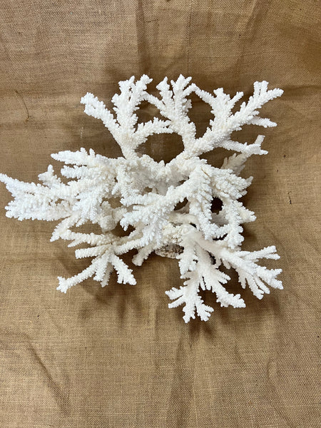 Vintage White Branch Coral - 7x5.5x6