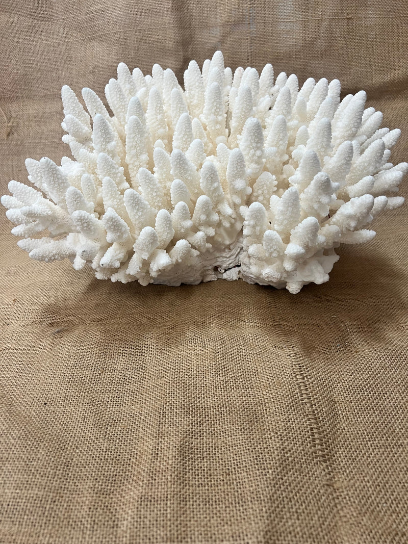 VIntage Finger Coral- 13"