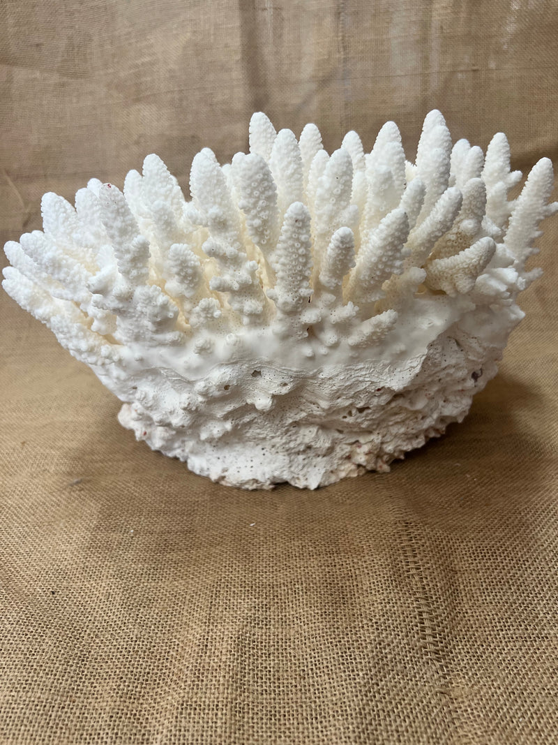 VIntage Finger Coral- 13"