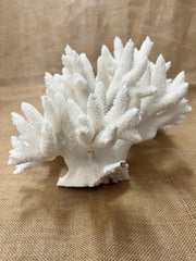 Vintage Stag Horn Coral- 17