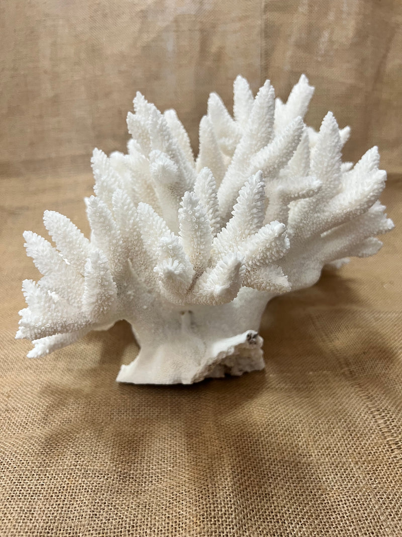 Vintage Stag Horn Coral- 17"