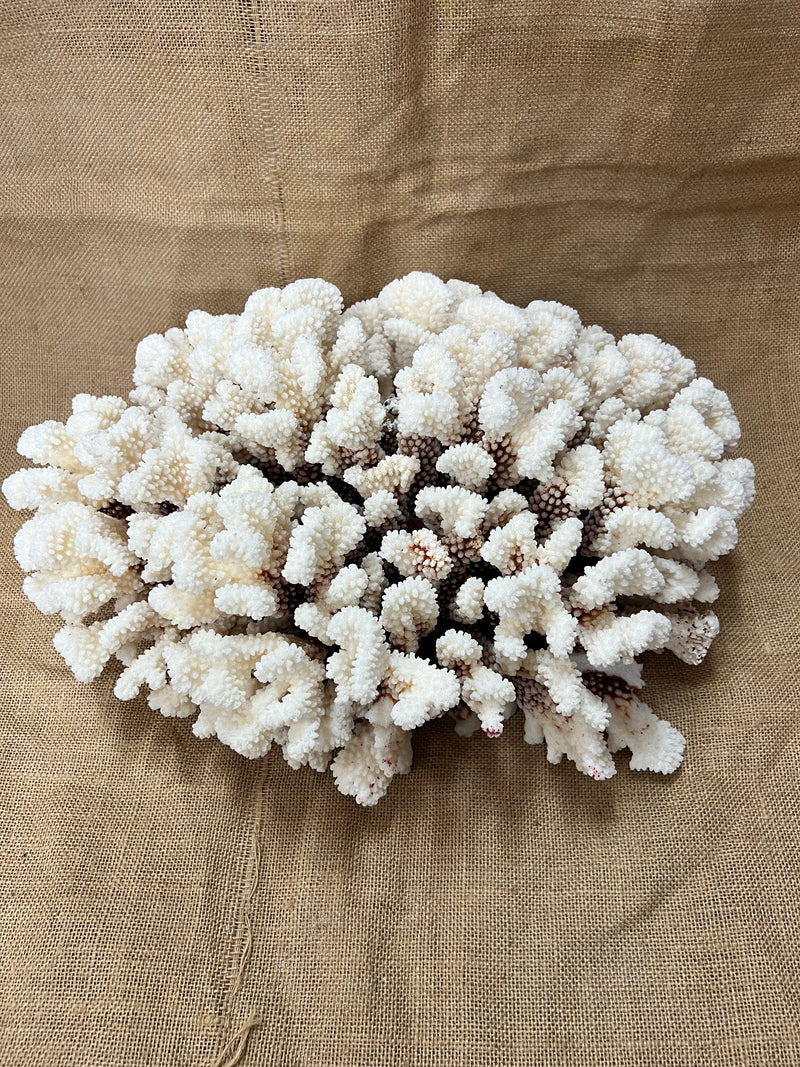 Vintage Brown Stem Cluster Coral- 16"