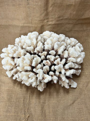 Vintage Brown Stem Cluster Coral- 16