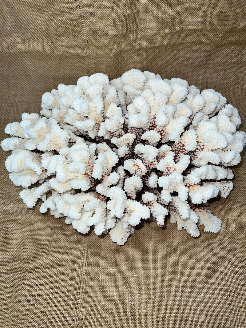 Vintage Brownstem Cluster Coral- 16"