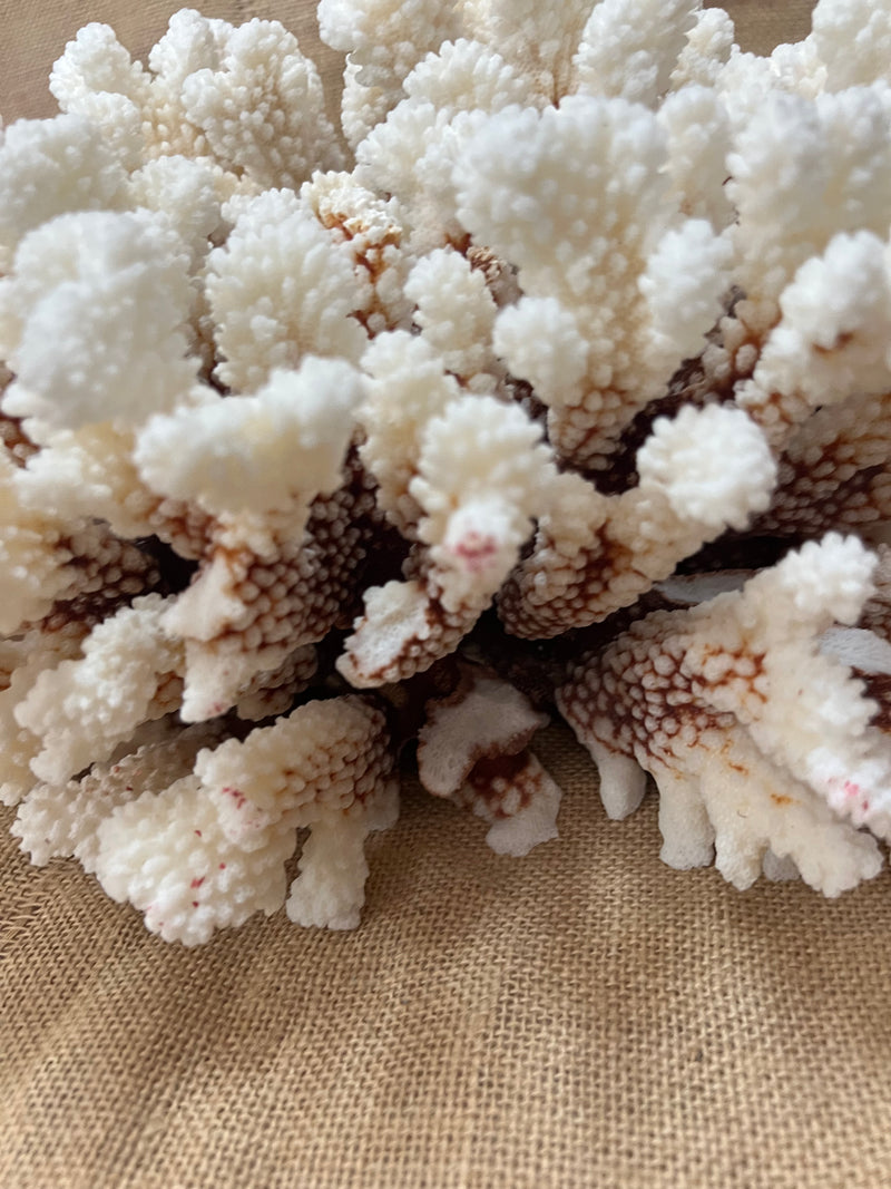 Vintage Brownstem Cluster Coral- 16"