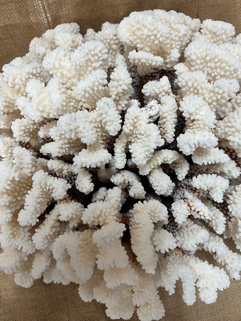 Vintage Brownstem Cluster Coral- 16"