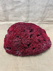 Vintage Red Pipe Coral- 19