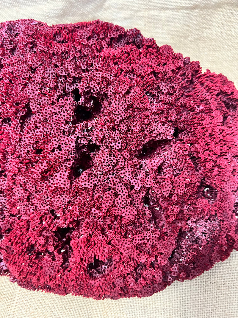 Vintage Red Pipe Coral- 19"
