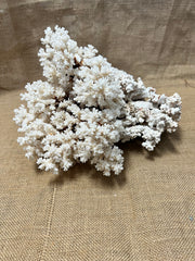 Vintage Brown Stem Coral- 15