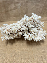Vintage Brown Stem Coral- 15