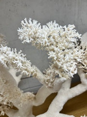 Vintage Lace Coral Sculpture- 20