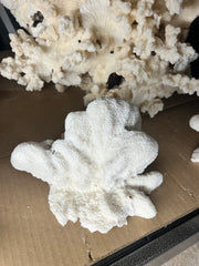 Vintage Catspaw Coral- 8