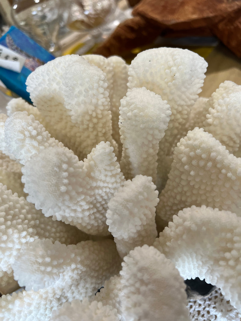 Vintage Cauliflower Coral- 15"