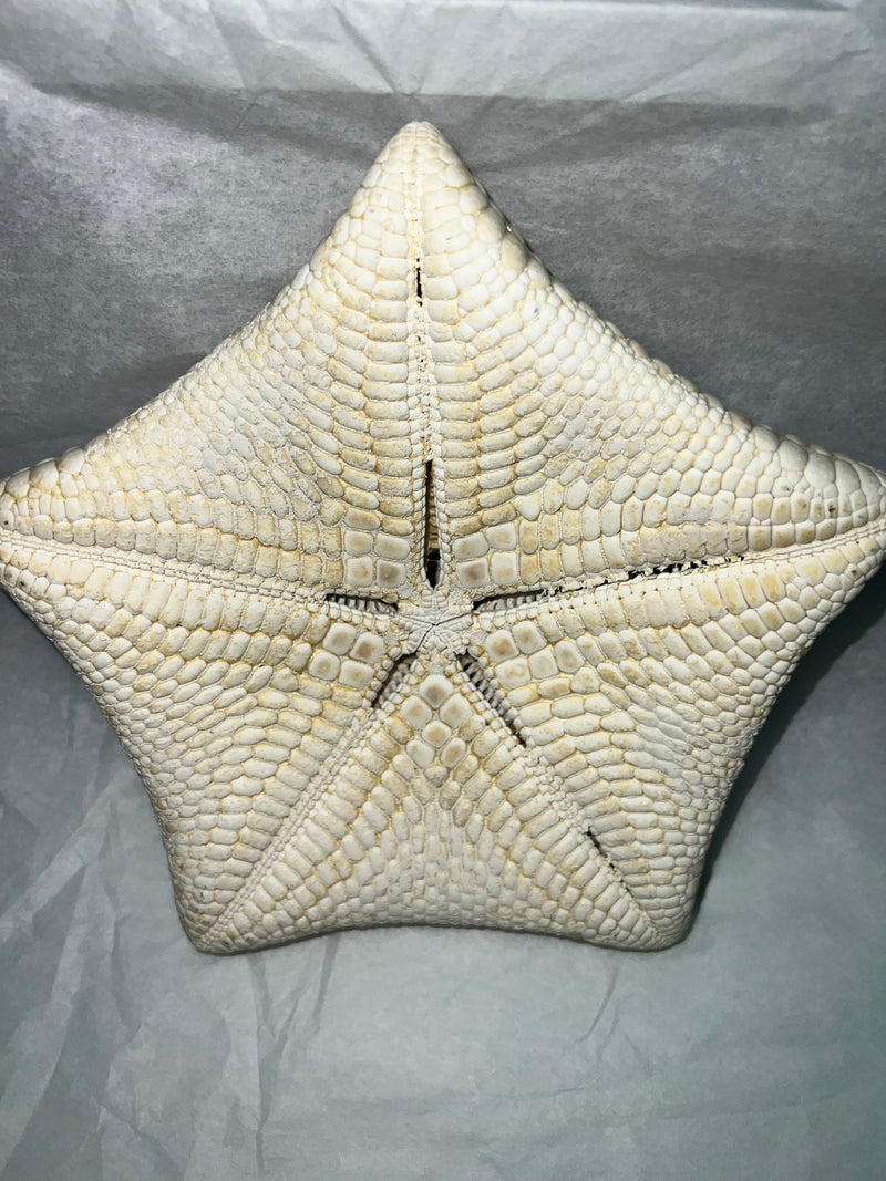 Pillow Starfish