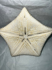 Pillow Starfish