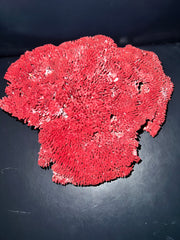 Vintage Red Pipe Coral- 12