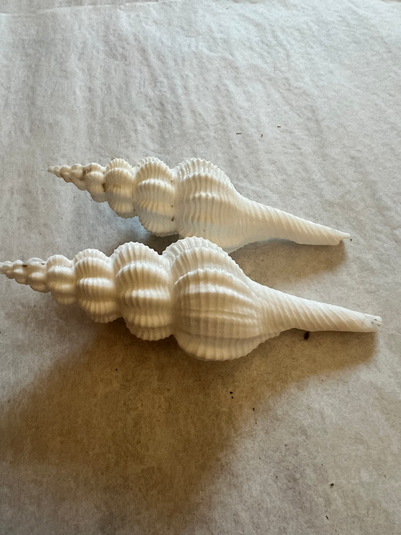 Two Ridged Spindle shells side by side, highlighting the intricate ridged pattern.
