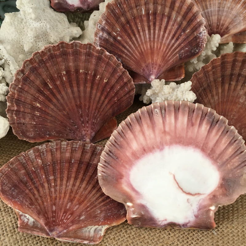 A close-up display of Mexican Flat Scallop shells in deep red and pink tones with natural textures and smooth backs, set against a burlap and coral backdrop. These shells showcase their rich colors and unique markings, ideal for coastal decor or crafting projects.