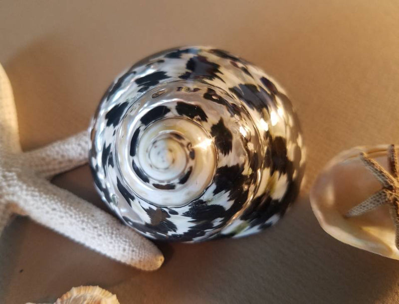 Polished Pica Magpie Turbo Shell 2-3 inch for coastal decor – natural black and pearl shel
