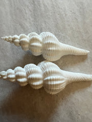 Ridged Spindle shells displayed on a flat surface, emphasizing their natural beauty.