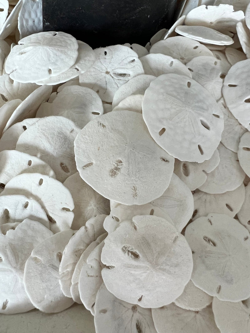 Coastal specimen sand dollar shells – bulk natural ocean treasures for décor