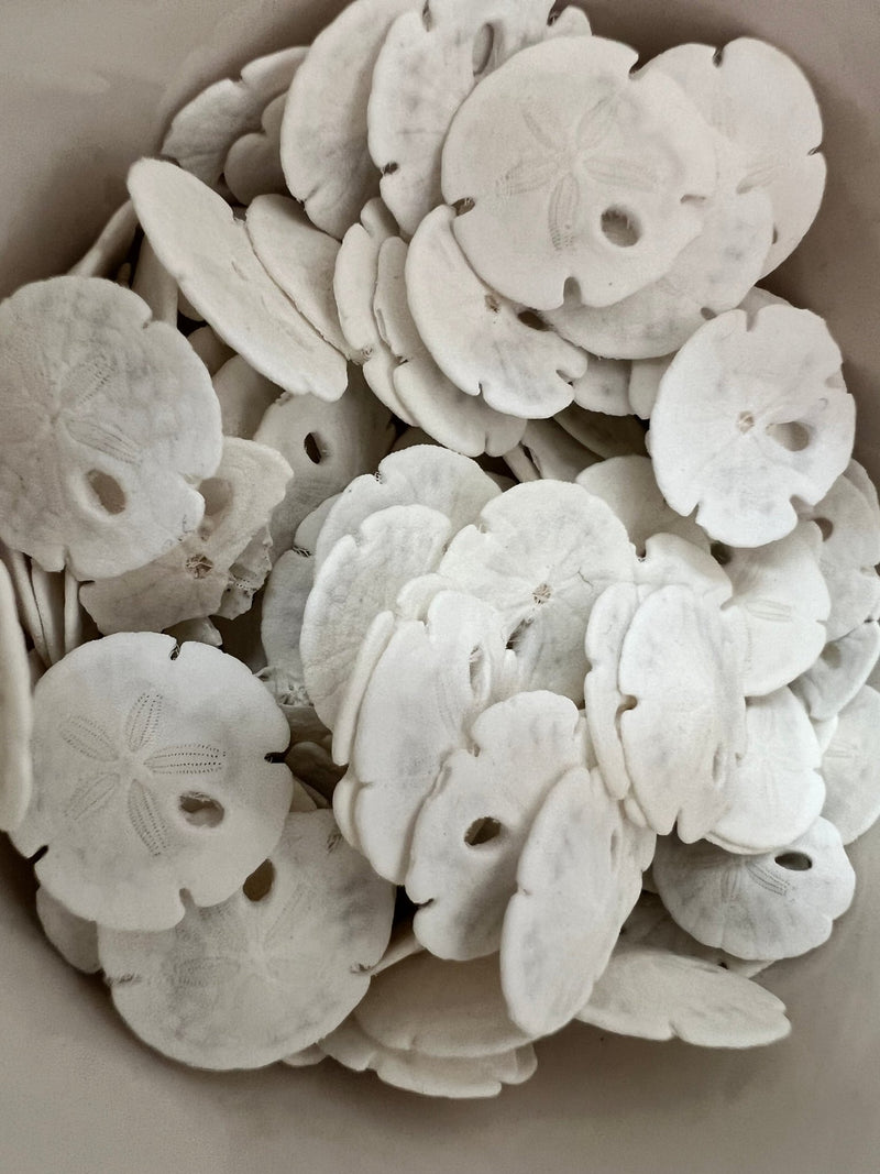 Premium bleached sand dollars for beach house décor – assorted bulk sizes