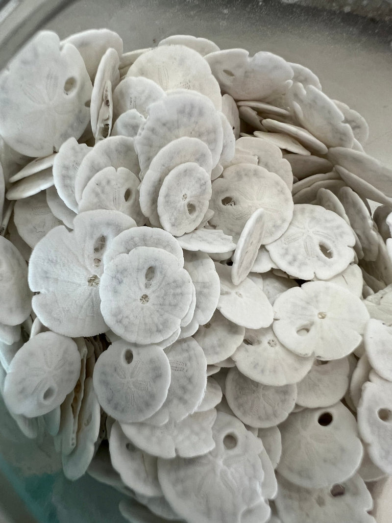 Natural white sand dollar shell display – coastal living décor bulk option