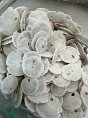 Natural white sand dollar shell display – coastal living décor bulk option