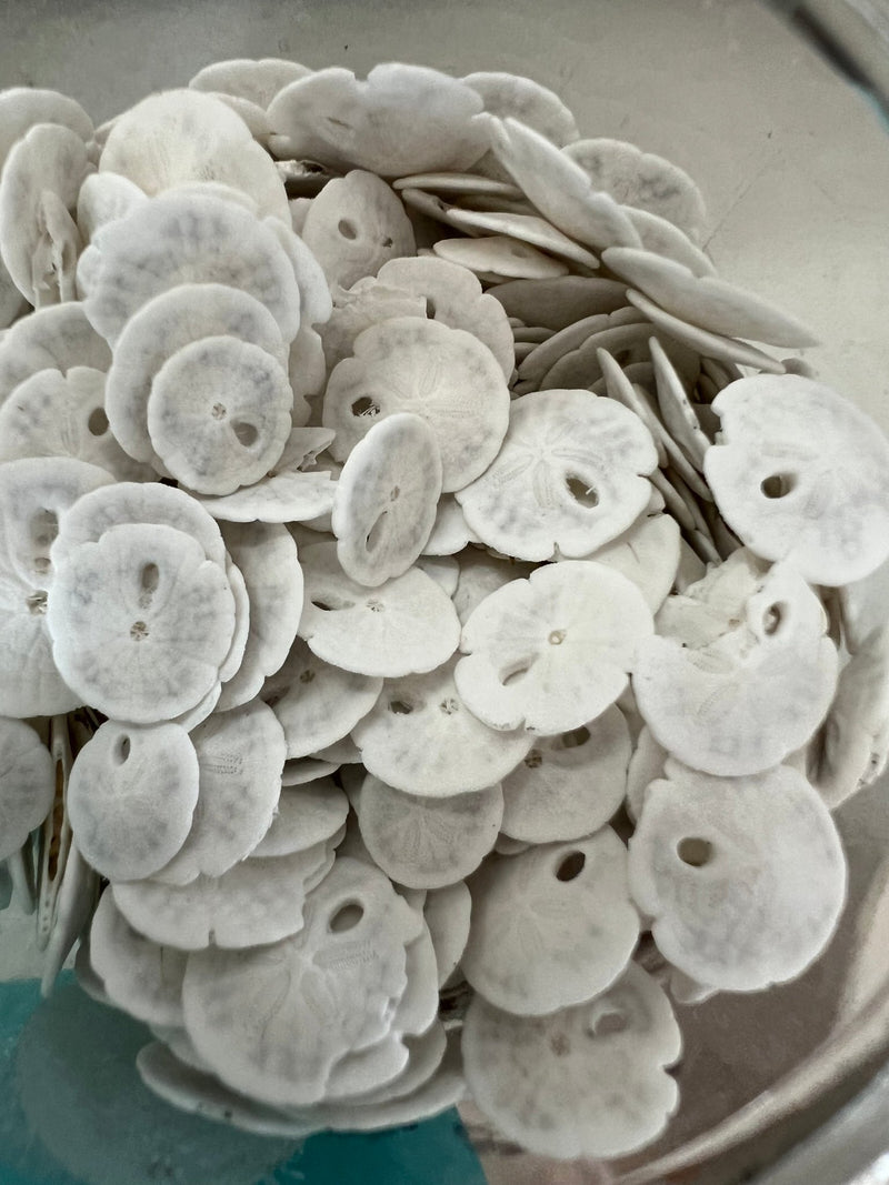 Bleached sand dollar specimen shells bulk available – coastal beach accents
