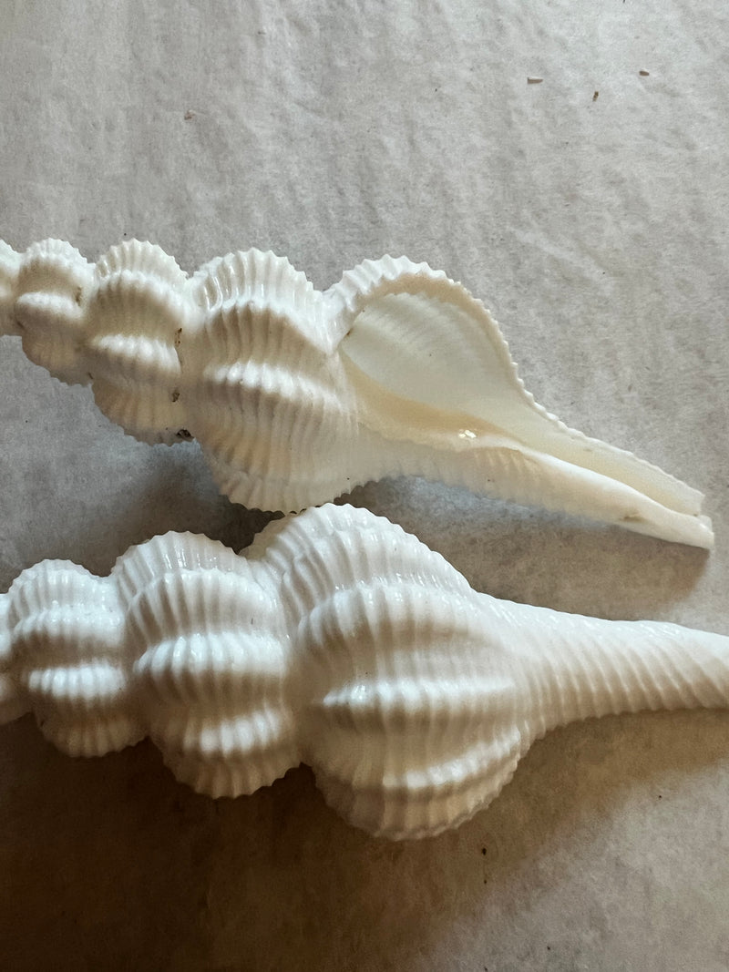 Close-up view of Ridged Spindle shells showcasing their natural white texture.