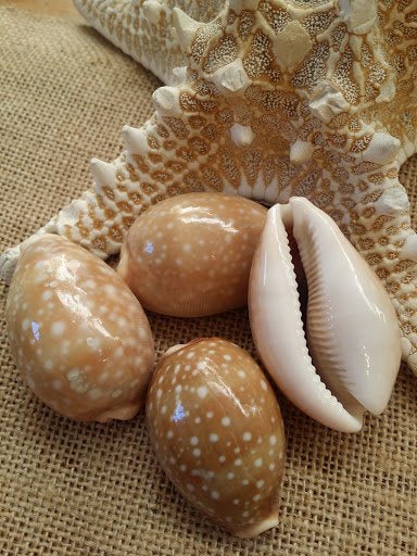 Pacific Deer Calf Cowrie Shell – Cypraea vitellus | Loving Coastal Living